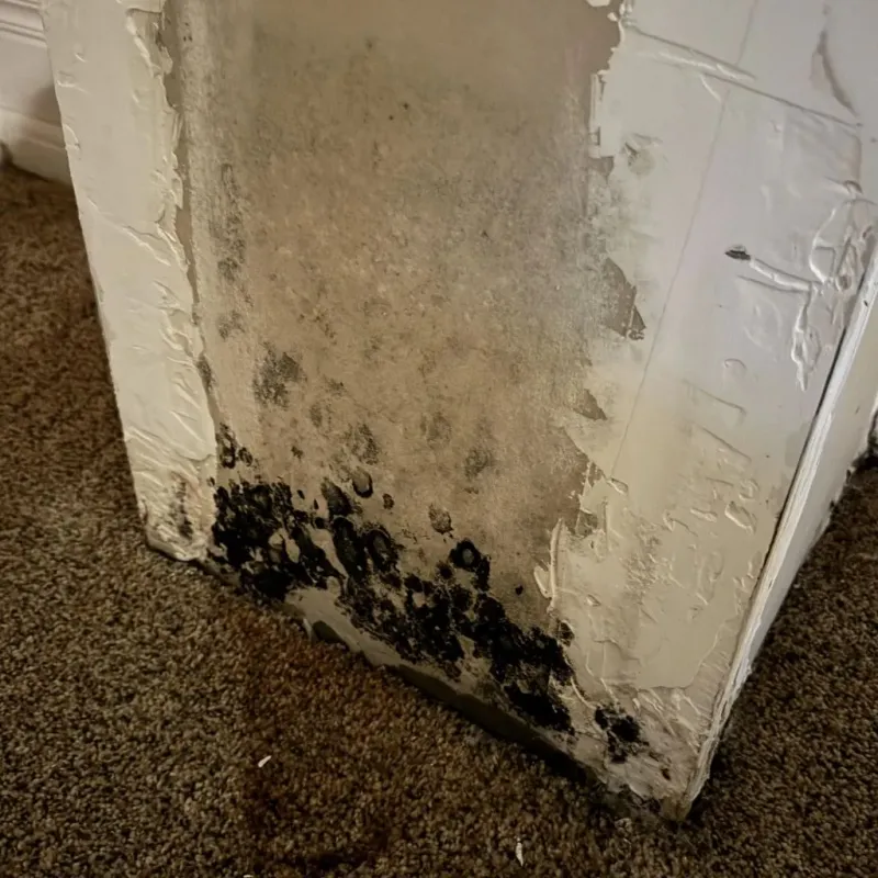 Professional Mold Removal in Pahrump, NV
